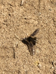 Bombylius diegoensis