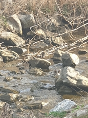 Hypsipetes amaurotis