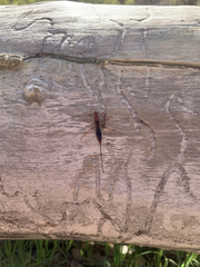 Xorides californicus