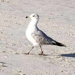 Larus delawarensis