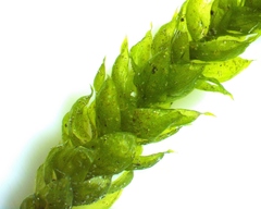 Hygrohypnum