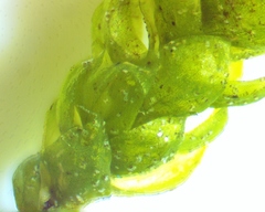 Hygrohypnum