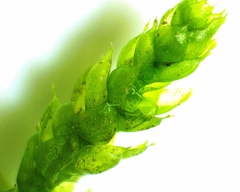 Hygrohypnum