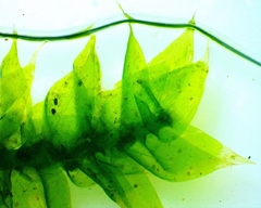 Hygrohypnum