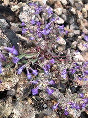 Collinsia greenei