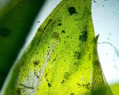 Hygrohypnum