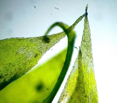 Hygrohypnum