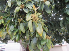 Magnoliopsida