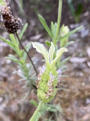 Lavandula viridis