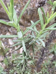 Lavandula viridis