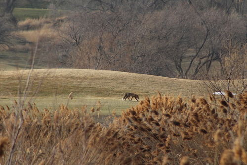 Red Fox photographed in Utah