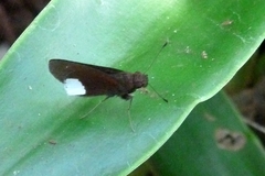 Cobalus virbius