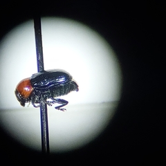 Cryptocephalus sanguinicollis