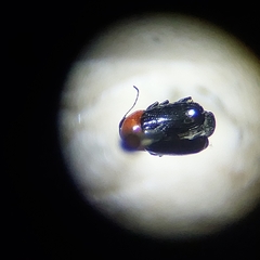 Cryptocephalus sanguinicollis