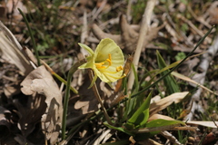 Narcissus bulbocodium graellsii