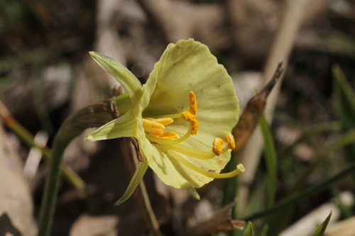 hoop-petticoat daffodil