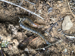 Scolopendra cingulata