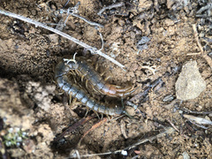 Scolopendra cingulata