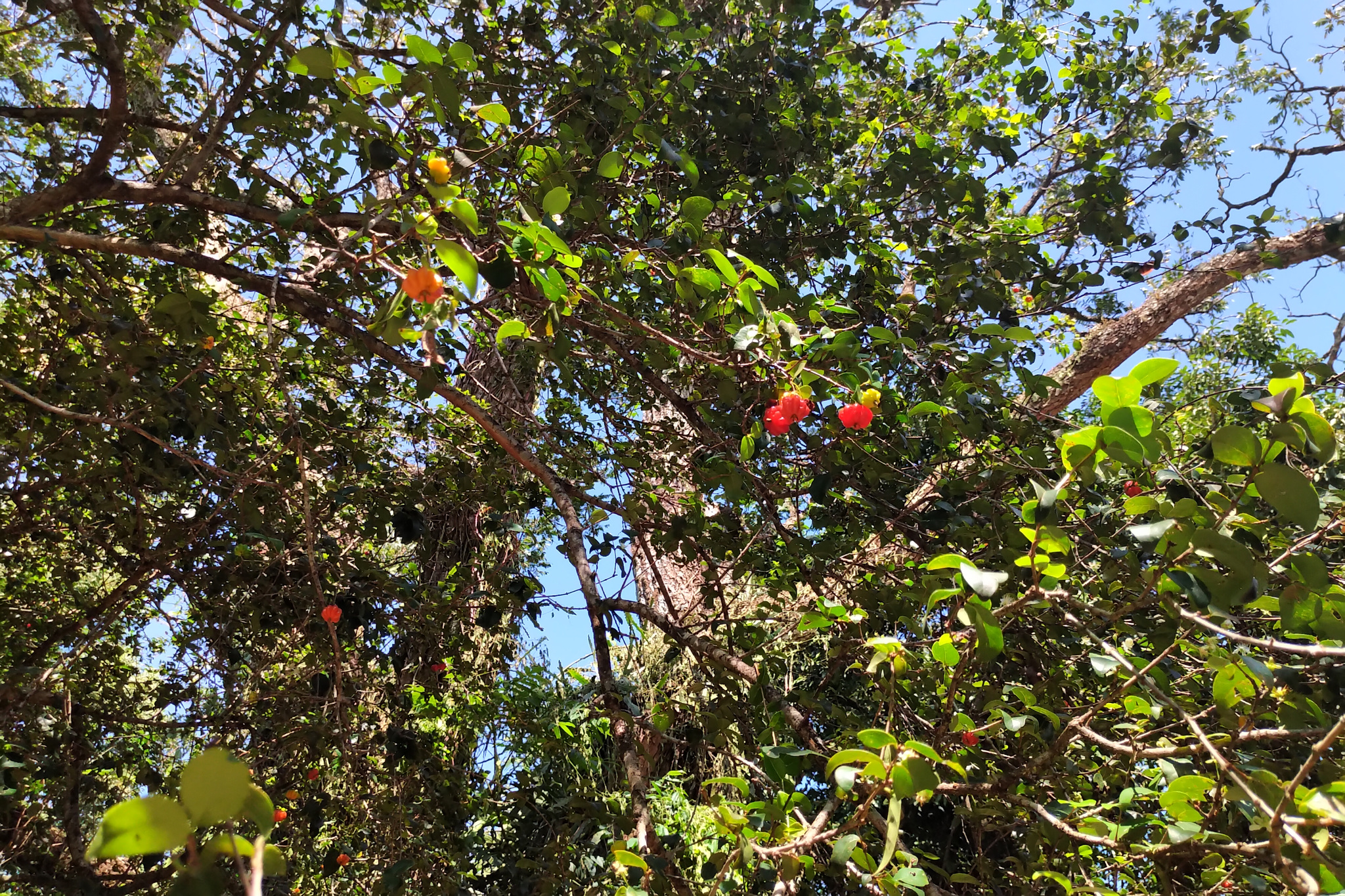 Eugenia uniflora