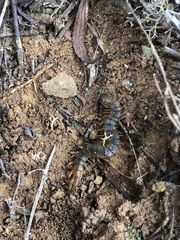 Scolopendra cingulata