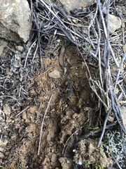 Scolopendra cingulata