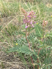 Astragalus bisulcatus