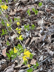 Forsythia suspensa