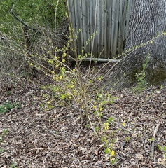 Forsythia suspensa