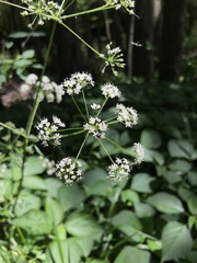 Perideridia americana