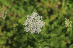 Cnidium monnieri