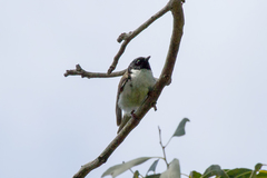 Melithreptus affinis