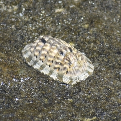 Chitoninae