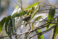Pardalotus quadragintus