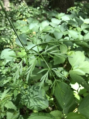 Perideridia americana