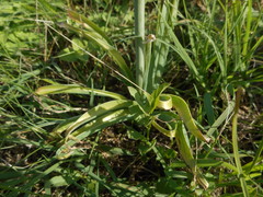 Ornithogalum pyramidale