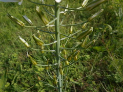 Ornithogalum pyramidale