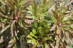 Paeonia broteri