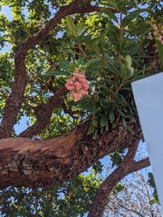Arbutus × andrachnoides
