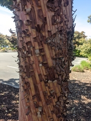 Arbutus × andrachnoides