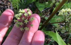 Aralia nudicaulis