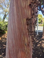 Arbutus × andrachnoides