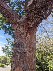 Arbutus × andrachnoides