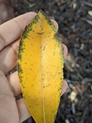 Arbutus × andrachnoides
