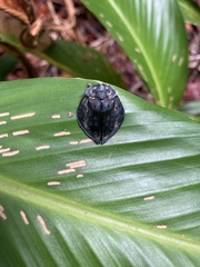Mesomphalia variolaris