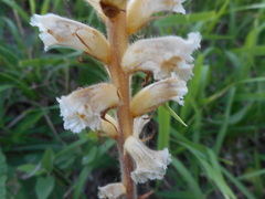 Orobanche picridis