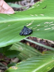 Mesomphalia variolaris