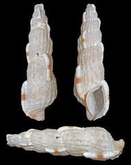 Tritonoharpa antiquata