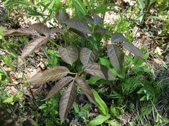 Aralia nudicaulis