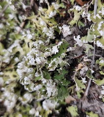 Cladonia prostrata