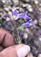 Collinsia greenei
